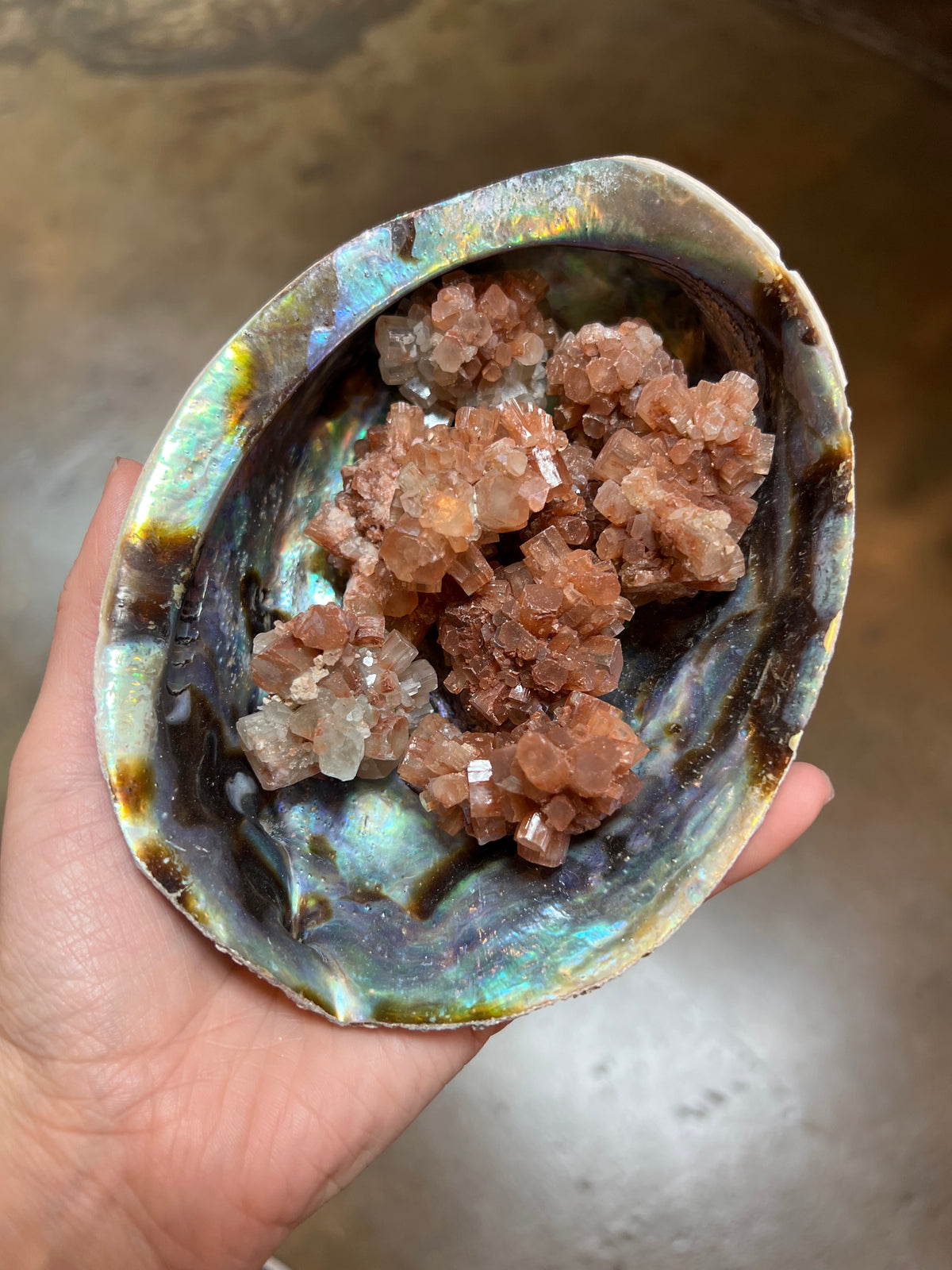 Abalone Shells