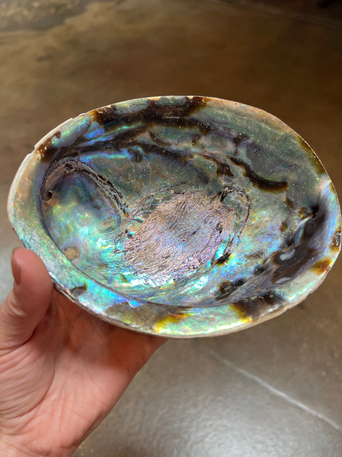 Abalone Shells