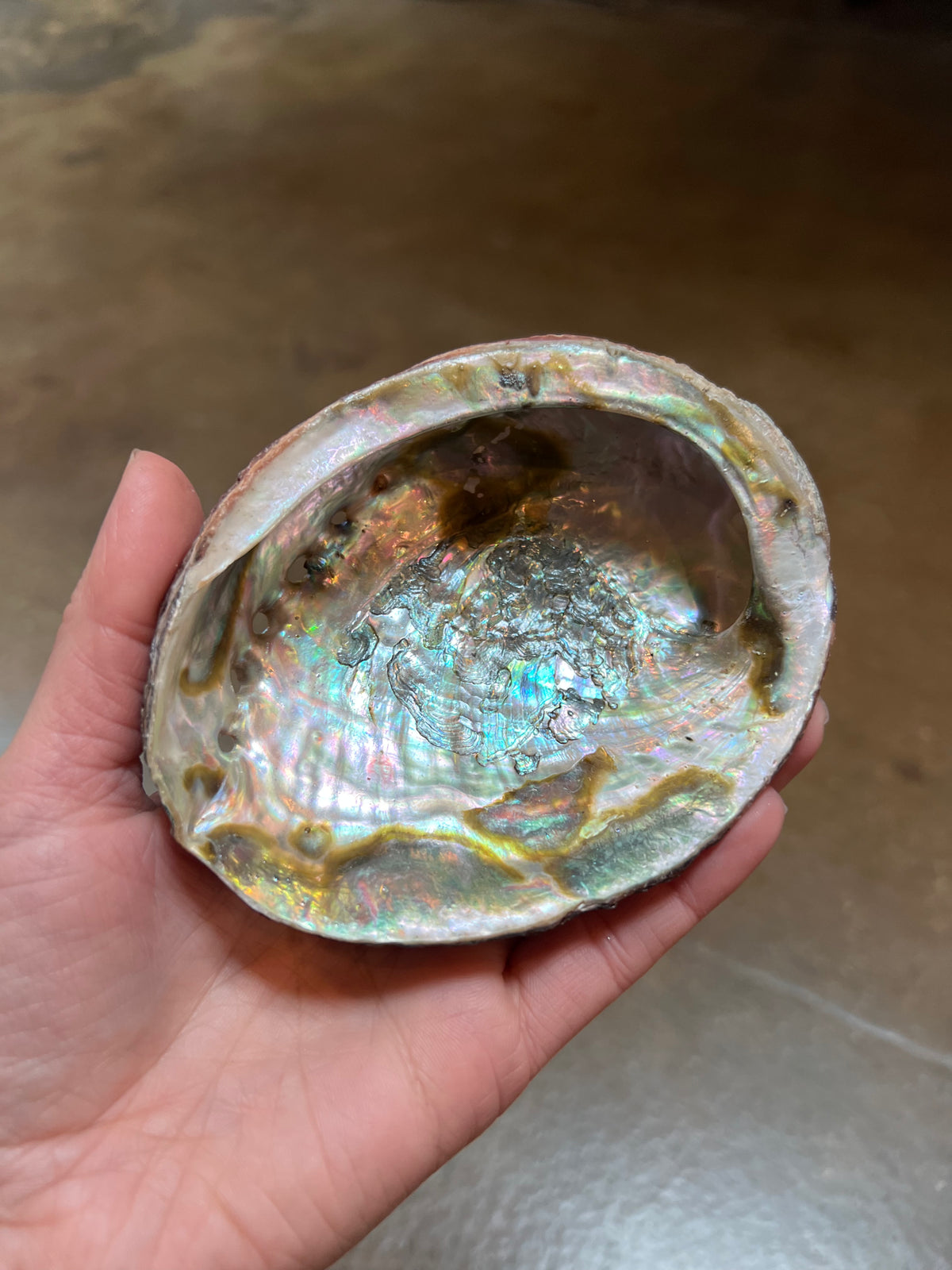 Abalone Shells