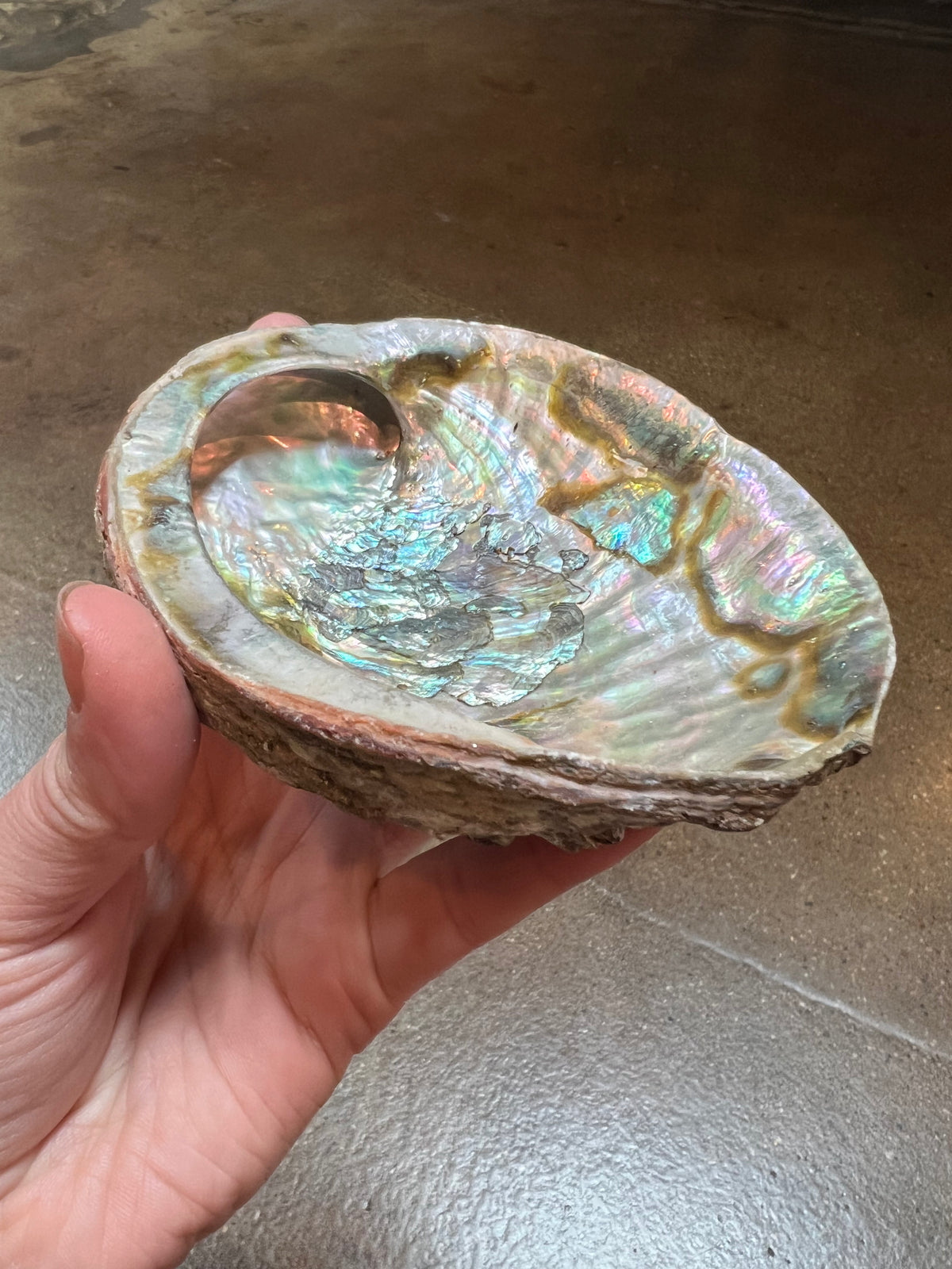 Abalone Shells